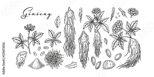 Set of hand drawn wild ginseng root with leaves and berries isolated on white background. Botanical vector illustration in sketch style for packaging, logo, scientific articles design