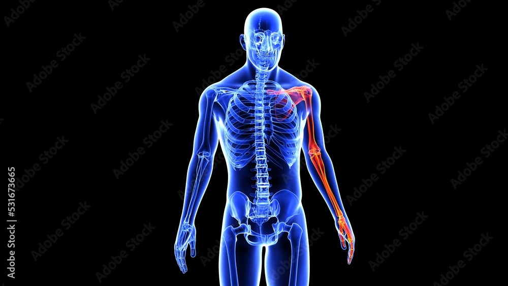 human left and right scapula bone anatomy and hand bones with beauty bone 3d illustration human left and right scapula bone anatomy and hand bones with beauty bone 3d illustration