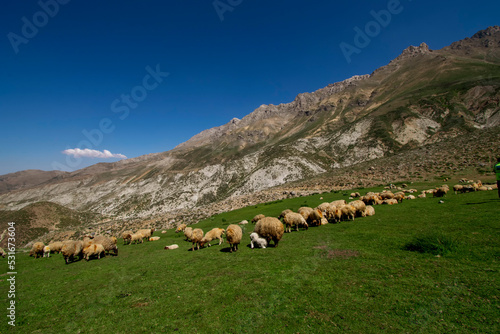 sheep in the mountains