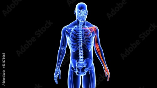 human left and right scapula bone anatomy and hand bones with beauty bone 3d illustration