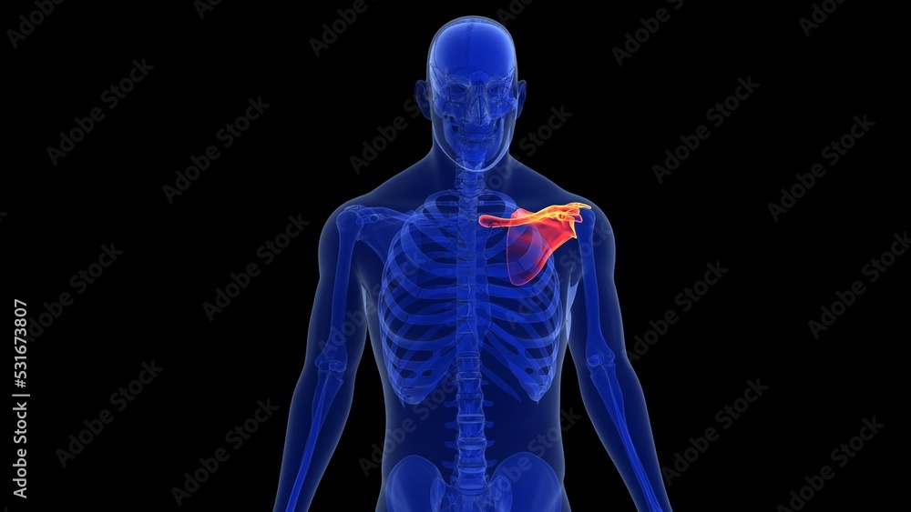 human left and right scapula bone anatomy and hand bones with beauty bone 3d illustration human left and right scapula bone anatomy and hand bones with beauty bone 3d illustration