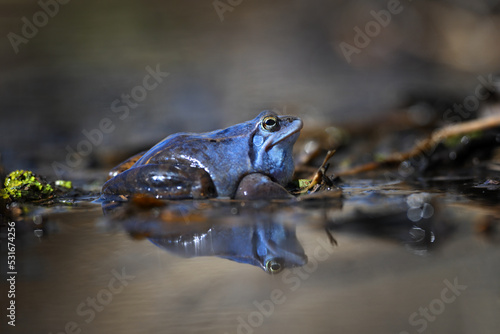 Blue male Moor frog reflects in the brown water © PetrDolejsek