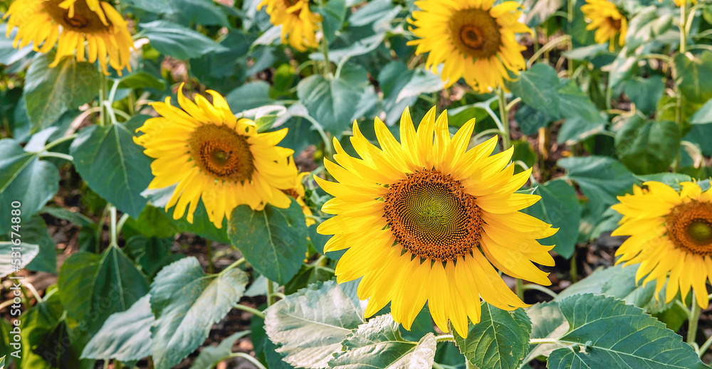 The sunflower fields bloom beautifully against the golden light in the morning.Blooming sunflowers in a field in summer The sunflower fields bloom beautifully against the golden light in the morning.Blooming sunflowers in a field in summer