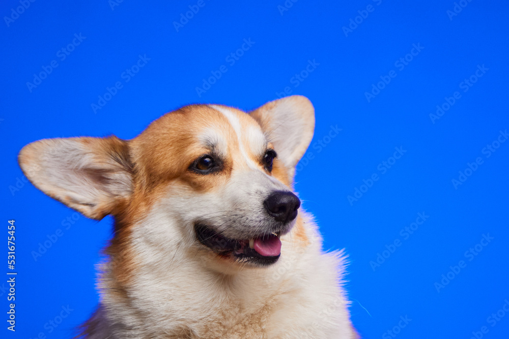 Portrait of a corgi dog on a blue background. Funny dog face. World Pet Day. A place for advertising.