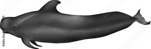 Photography Hand-drawn watercolor Short-finned Pilot whale illustration isolated on transparent background