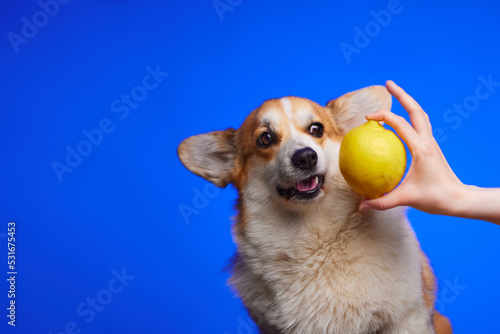 Photography A corgi dog does not want to eat a lemon from a human hand