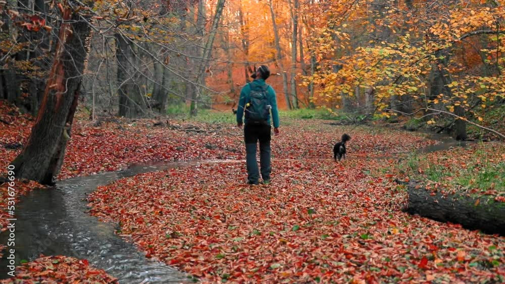 A man walks with his dog into the forest with colored leaves during autumn A man walks with his dog into the forest with colored leaves during autumn