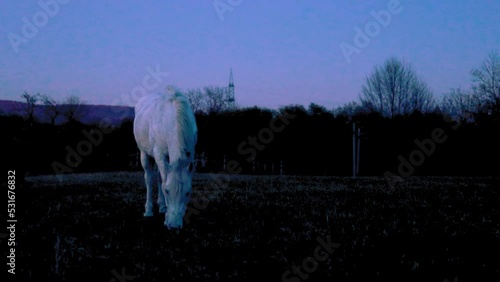 White horse eating grass on the field duting sunset