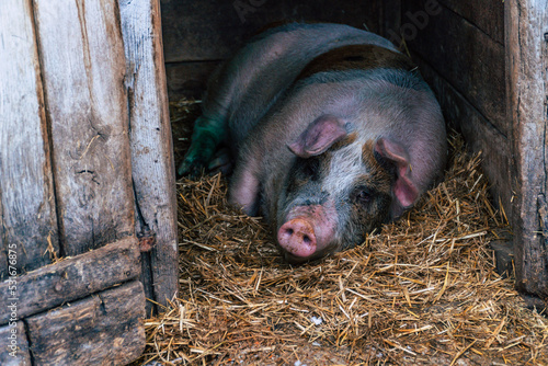 domestic pig lying in hay in a farm