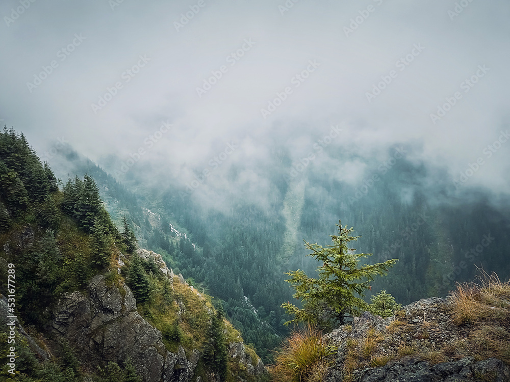 Wonderful view to the misty valley from the top of the mountain. Foggy clouds above the coniferous woods in carpathians ridge
