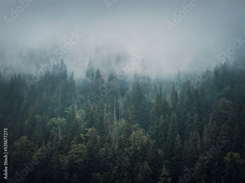 Misty fir forest background. Idyllic and moody scene with clouds moving above the pine trees. Natural landscape with coniferous woods on the mountain hills covered with fog © psychoshadow