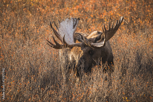 Elchbulle in Alaska