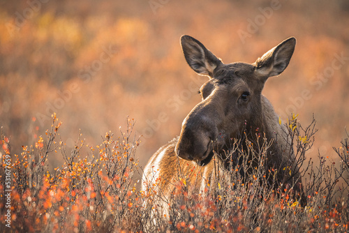 Elchkuh in Alaska photo