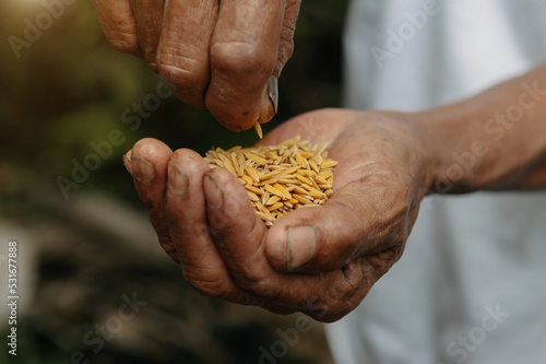 Close up hand holding on seed ,Seeding,Seedling,Agriculture. rice see