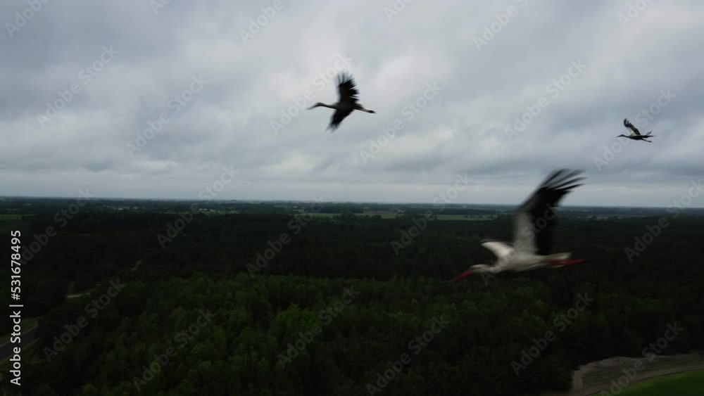 a flock of storks flying over the fields, cloudy weather, shooting from a drone