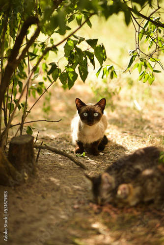 A beautiful homeless cat with blue eyes sits near her kittens