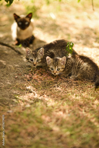 Homeless kittens eat cat food next to their mother cat