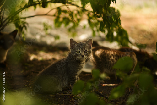 Homeless kitten eats food next to mom and brothers