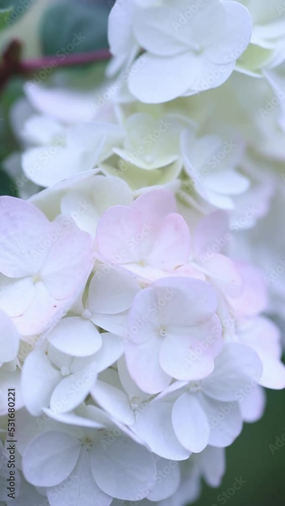 White hydrangea flowers slowly sway in the wind White hydrangea flowers slowly sway in the wind