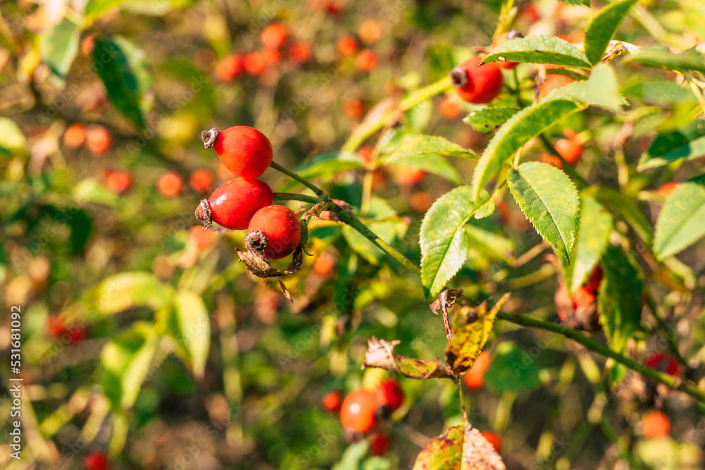 red ripe rosehips in autumn detail