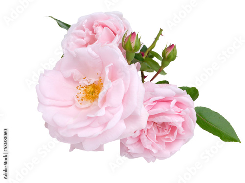 Three pink roses and buds isolated transparent png