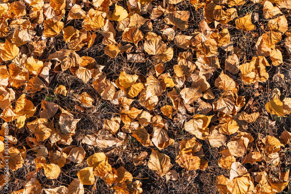 beginning of autumn fallen orange leaves on ground beginning of autumn fallen orange leaves on ground