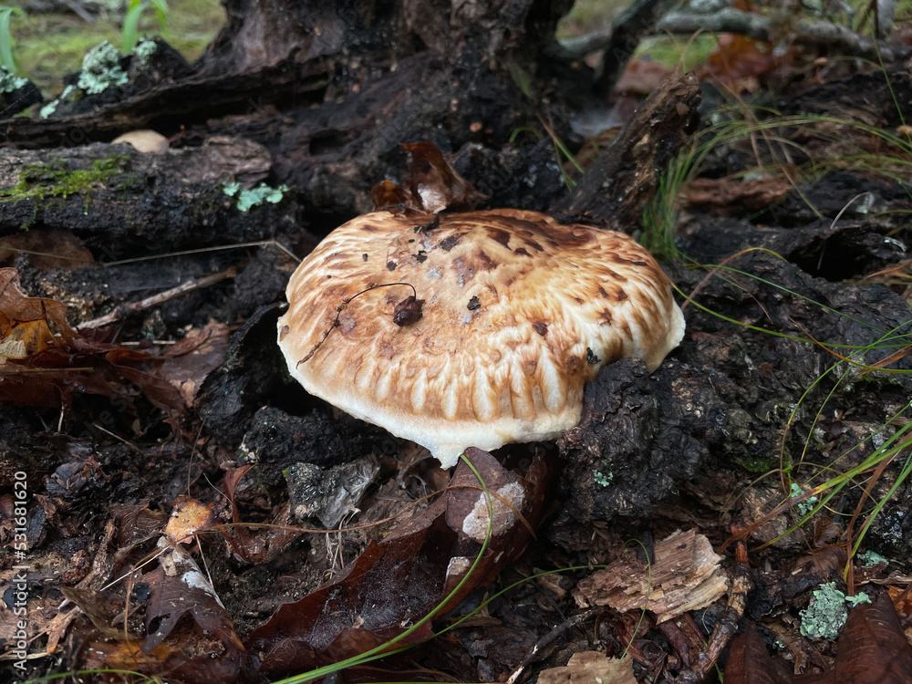 Matsutake wild pine mushroom in autumn forest ( Tricholoma nauseosum ) japanese truffle. Matsutake wild pine mushroom in autumn forest ( Tricholoma nauseosum ) japanese truffle.