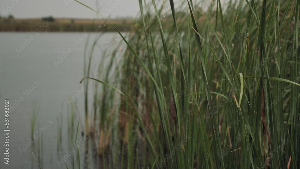 Rainy weather. Water drops. It is raining over the lake. Rainy weather. Water drops. It is raining over the lake.