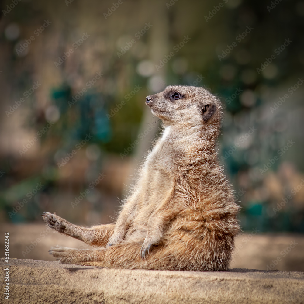 Fototapeta premium One meerkat sitting on their butt watching and waiting.