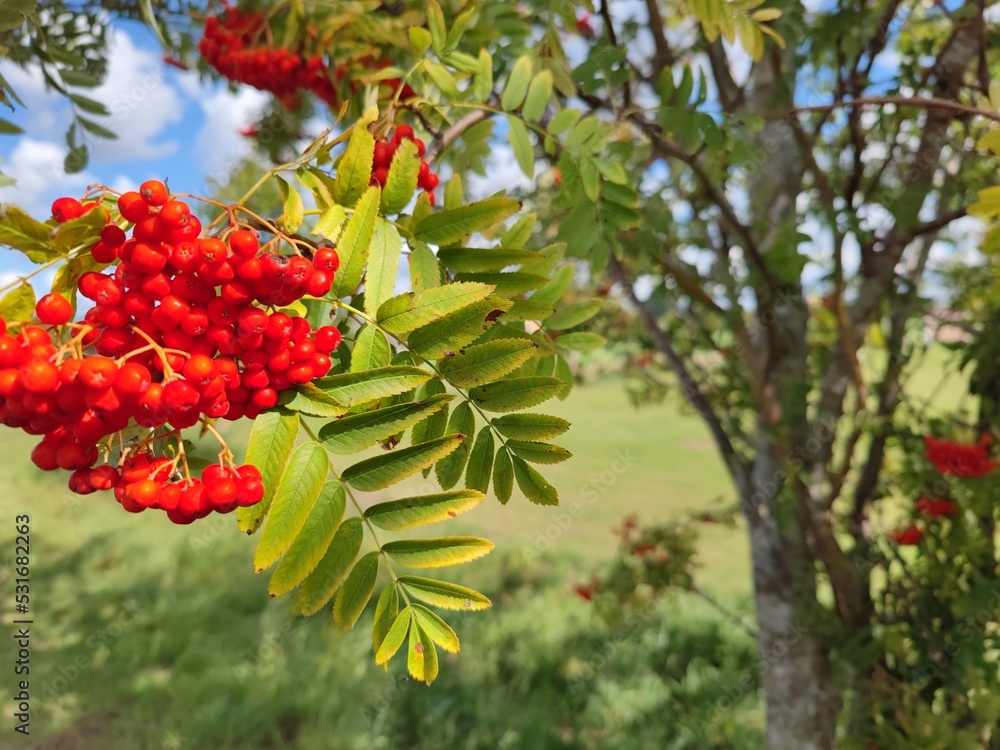 Obraz premium Leuchtende Eberesche