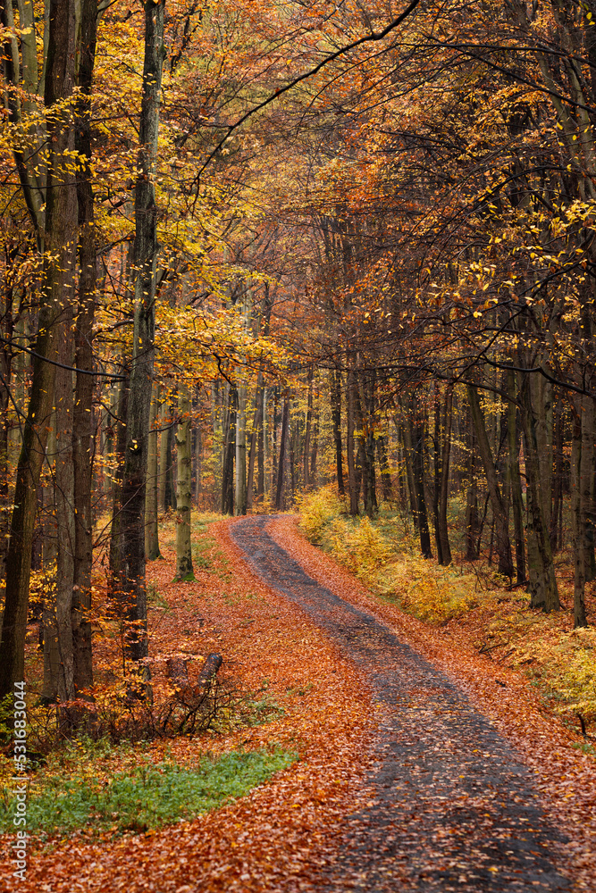 Country road in autumn forest. Path in colorful deciduous woodland