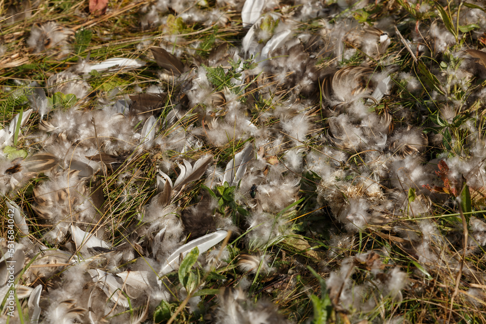Bird feathers scattered across the grass. Remains of a bird. Bird killed and eaten by predator Bird feathers scattered across the grass. Remains of a bird. Bird killed and eaten by predator
