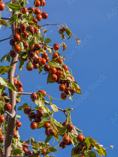 Ripe juicy brown unabi berries (ziziphus, Chinese date) on tree branches against a blue sky background