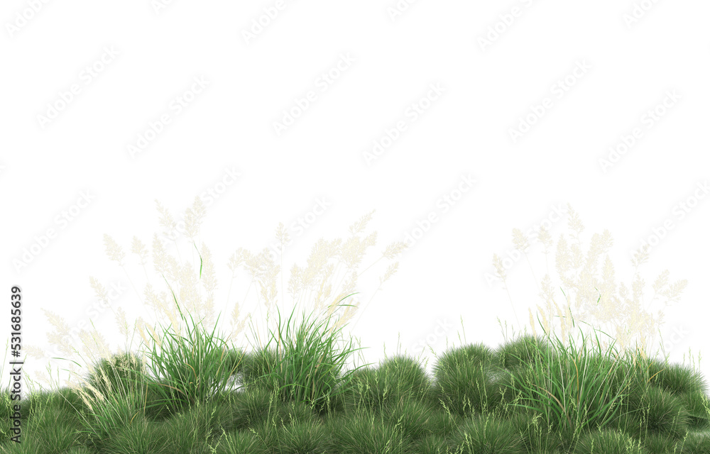 Fototapeta premium Grass on transparent background. 3d rendering - illustration