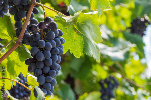 Wallpaper Mural Close-up of bunches of ripe black grapes on a vine. Bunches of ripe black-and-blue grapes hang on a vine among the foliage Torontodigital.ca
