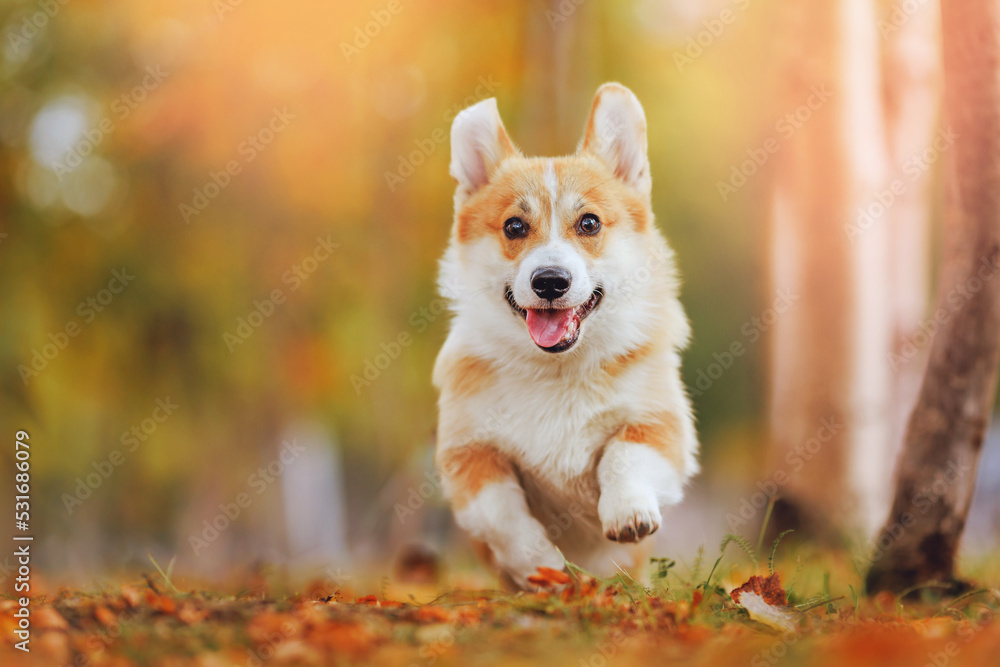 Justice corgi sweater store