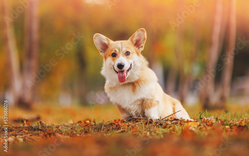 Portrait Happy corgi dog pembroke stuck out tongue  autumn cheerful mood