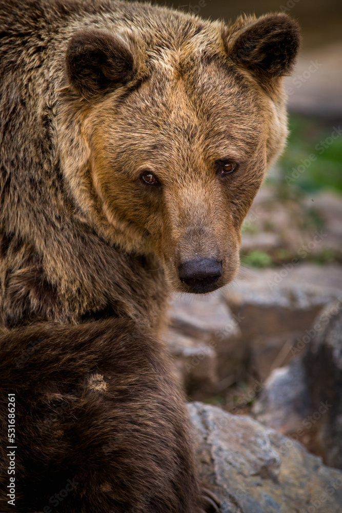 brown bear portrait in nature