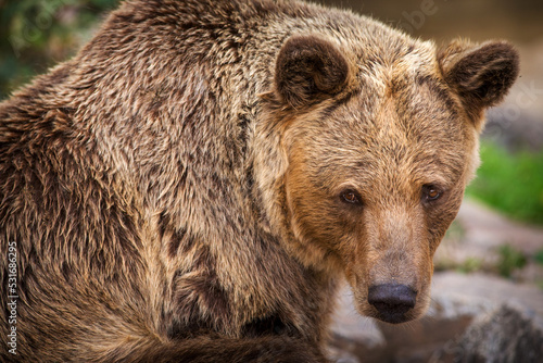 brown bear portrait in nature