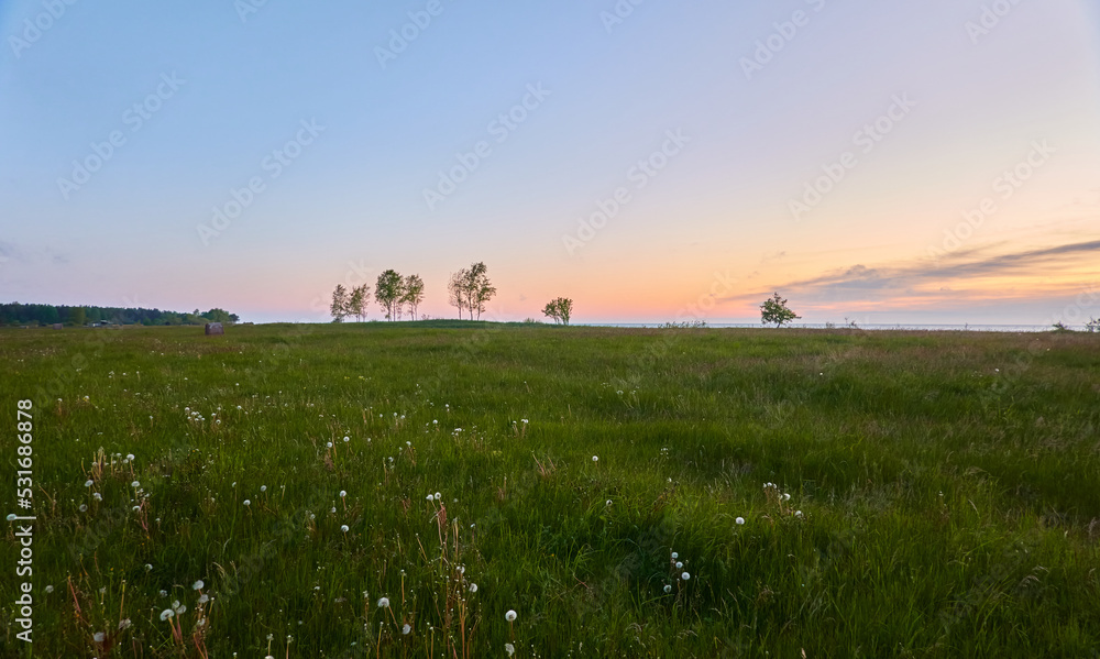 Fototapeta premium Pathway through the green forest meadow at sunset. Grass, wildflowers, trees. Clear sky, soft golden sunlight. Idyllic summer rural landscape. Nature, ecology, ecotourism