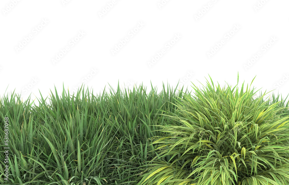 Grass on transparent background. 3d rendering - illustration Grass on transparent background. 3d rendering - illustration