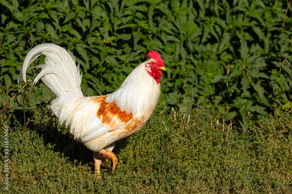 Fototapeta premium An important cock is a close-up on a background of green grass.