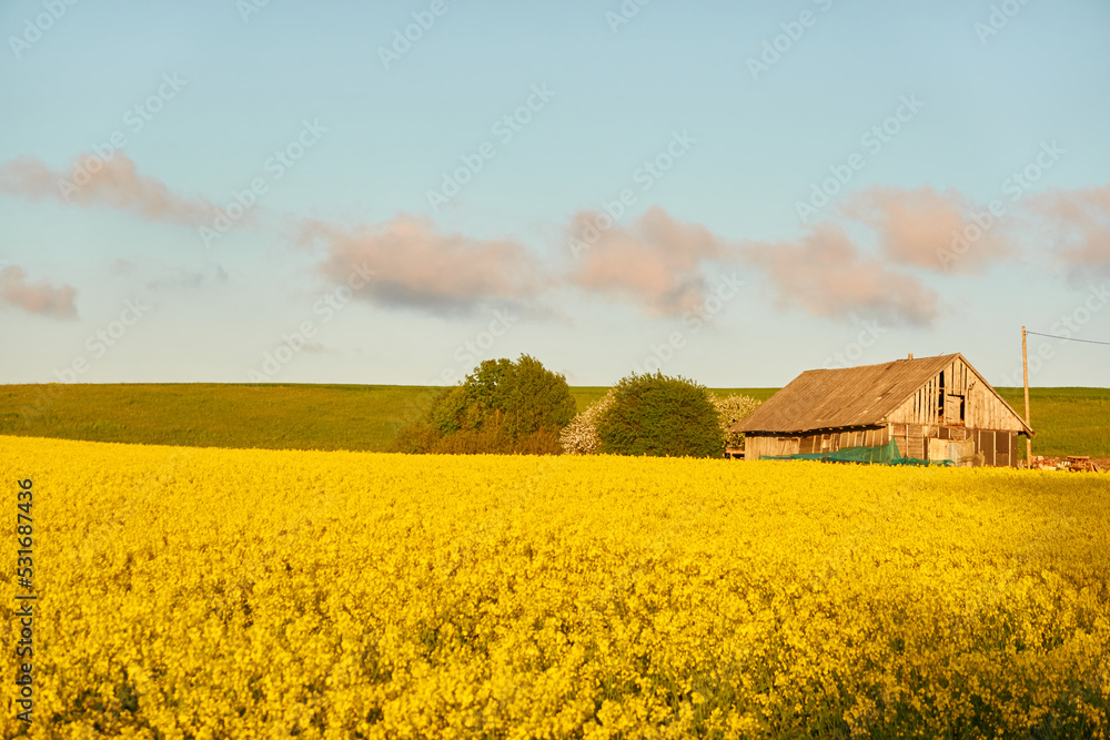 Blooming rapeseed field at sunset. Old traditional wooden shed (log cabin). Summer day. Rural landscape. Agriculture, biotechnology, fuel, food industry, alternative energy, nature, farm, countryside