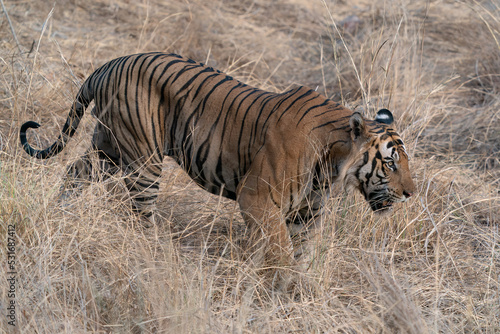  Tiger, Bengal Tiger (Panthera tigris Tigris), walking in Bandhavgarh National Park in India       © Albert Beukhof