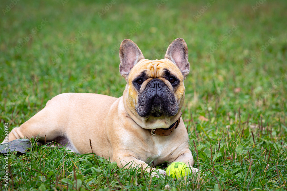 A French bulldog is playing with a ball on the grass...