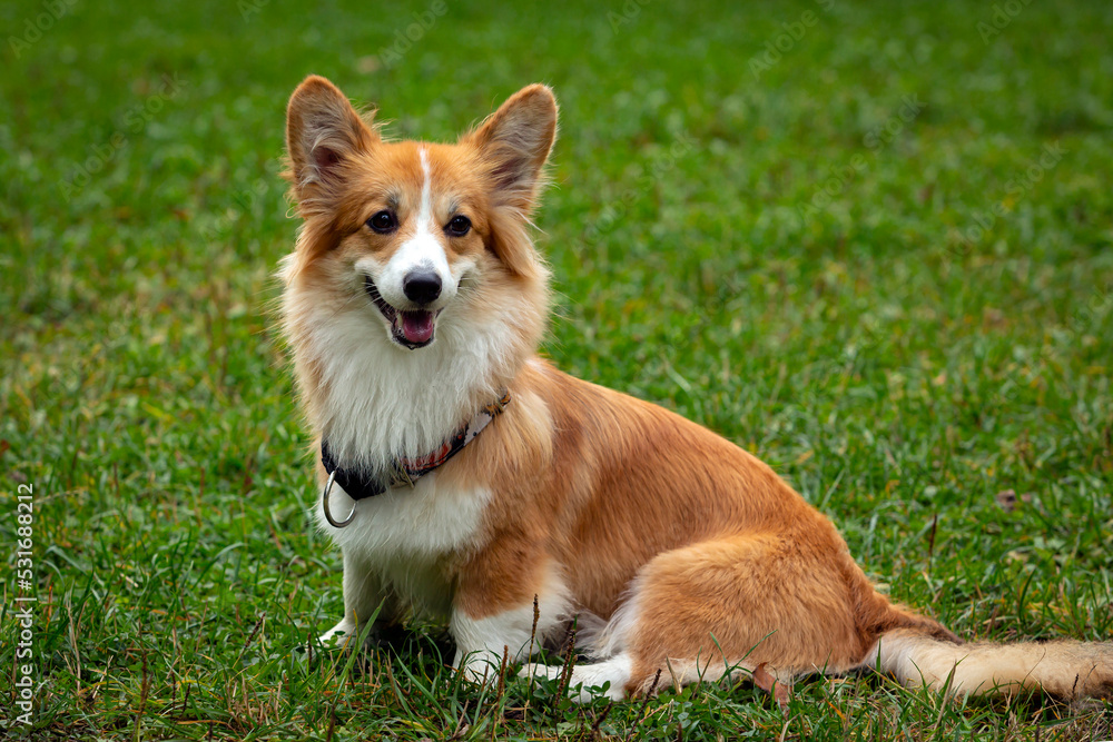 Corgi dog on a green field. Close-up Corgi dog on a green field. Close-up