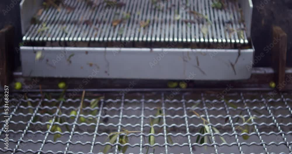 The processing of olives on the Conveyor belt separated from leaves and brushwood before preparing extra virgin olive oil in an oil mill from harvesting to pressing. High-quality 4k footage The processing of olives on the Conveyor belt separated from leaves and brushwood before preparing extra virgin olive oil in an oil mill from harvesting to pressing. High-quality 4k footage