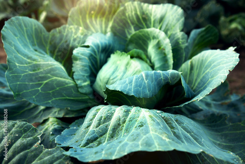 Fresh  white cabbage growing in a vegetable garden on a farm.