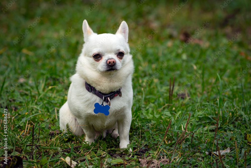 Funny small dog of the Chihuahua breed close-up on the background of a green field Funny small dog of the Chihuahua breed close-up on the background of a green field