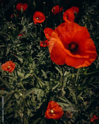 poppy flowers in the field
